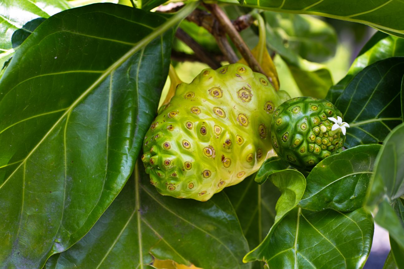 Bright green sectioned fruit on branch with large leaves. 