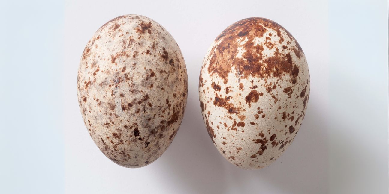 Two white egg-shaped eggs with reddish brown mottling..