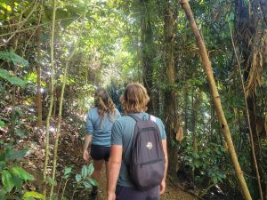 Photo of the rainforest in Eungella National Park