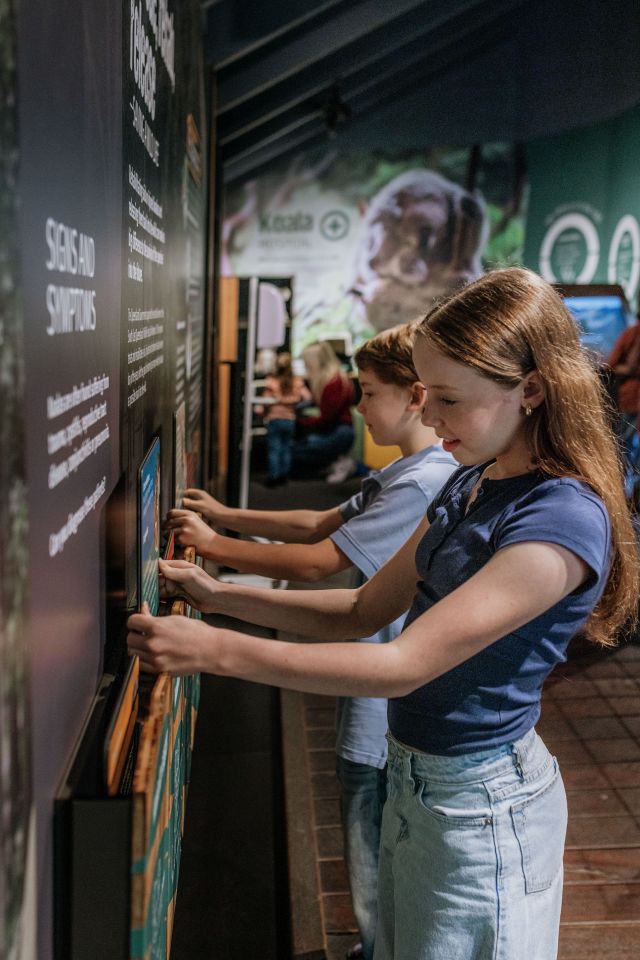 Photo of children reading about the signs and symptoms of sick koalas.