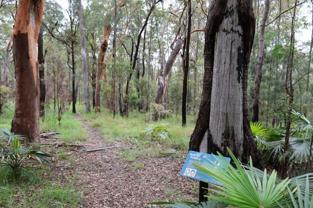 A forested area with tall trees, green underbrush, and a sign on the right. The scene highlights natural vegetation and suggests an information sign related to Ghunglu culture.