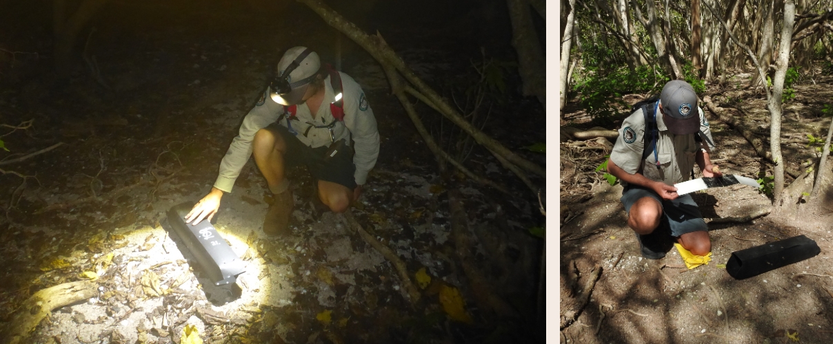 Image 1 (left): A Ranger crouches at night in coastal scrub, checking a small ink monitoring station on the ground using a headlamp. Image 2 (right): A Ranger kneels on the forest floor checking an ink monitoring station.