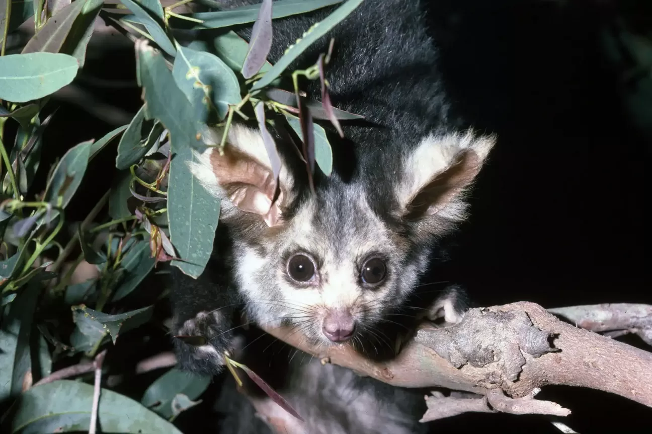 Greater Glider (Petauroides volans)