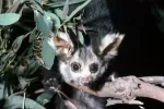 Greater Glider (Petauroides volans)
