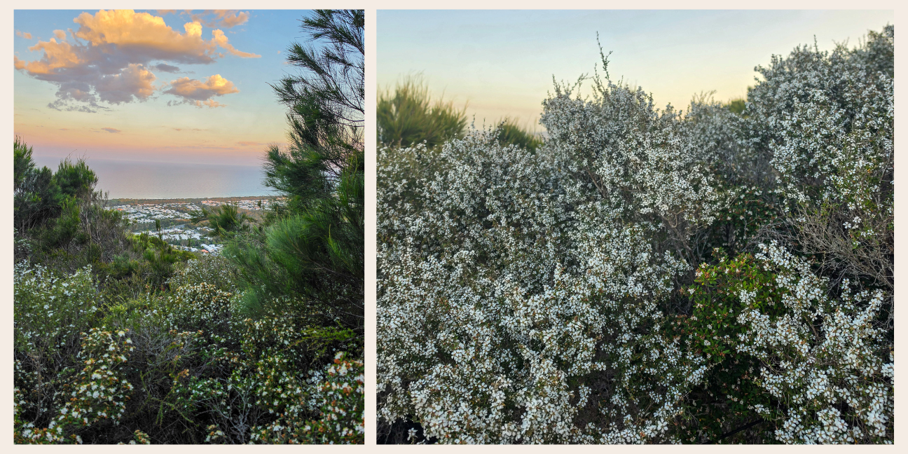 An image collage of wildflowers blooming in Mount Coolum National Park.