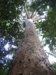 Photo of a Kauri pine. Kauri pines are a feature of Barron Gorge National Park.