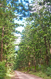Hoop pines.