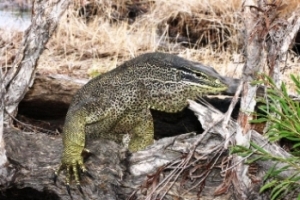 Sand monitor.