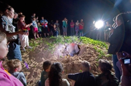 From November to late March, take a Ranger-guided Turtle Encounter tour at night on the beach. Bookings are essential!