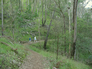 Eugenia circuit winds through open forest. 