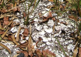 A shell midden found at Pine Ridge Conservation Park.