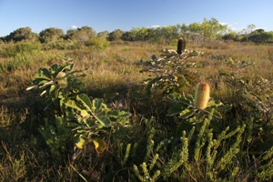 Landscape view from the Heath circuit, Currimundi Lake (Kathleen McArthur) Conservation Park.  