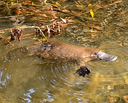 Photo of a platypus. Platypus are very shy—for a chance to see them, sit still and quiet, overlooking the creek at dawn or dusk.