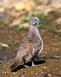 Squatter pigeons are often seen at Moorrinya National Park. 
