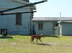 Just passing through. This dingo will keep moving through as all food and rubbish is secured at this house.
