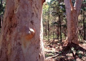 The basalt and sandstone soils of the island support native cypress, eucalypts, acacias and melaleucas.
