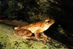 Male Kuranda treefrog. 