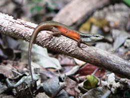 Image of a closed-litter rainbow skink scurrying among the leaf litter or sunning themselves on rocks.