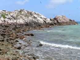 Image of seabirds in flight above the guano stained rocks of Mitirinchi Island.