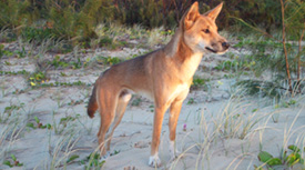 Adult male dingo K'gari. 