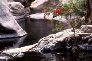 Weeping bottlebrushes grow along the creek