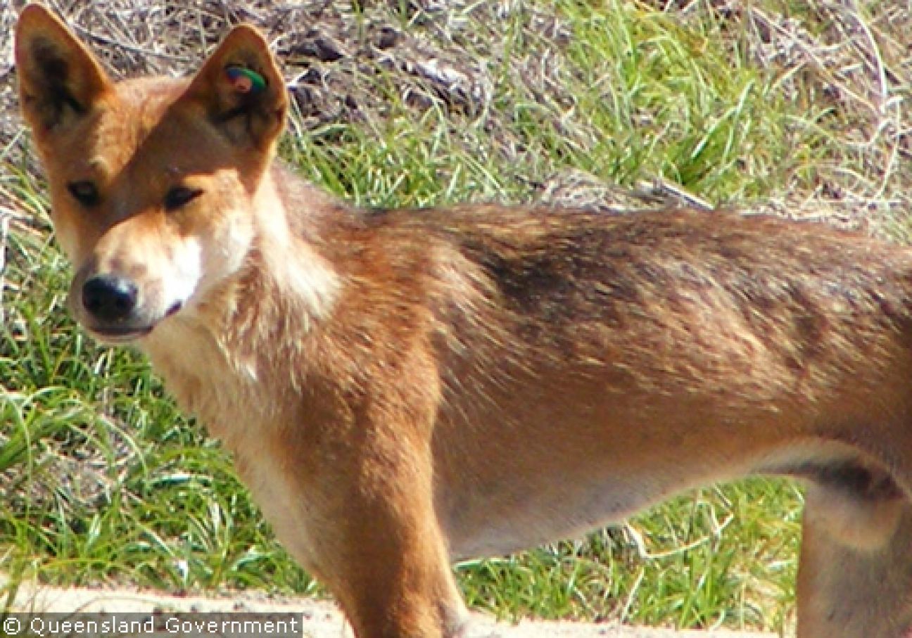 Fraser Island Dingoes