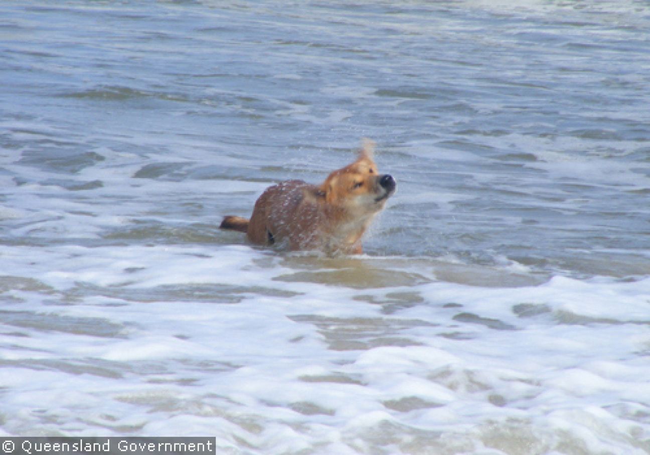Fraser Island Dingoes