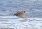 Fraser Island Dingoes