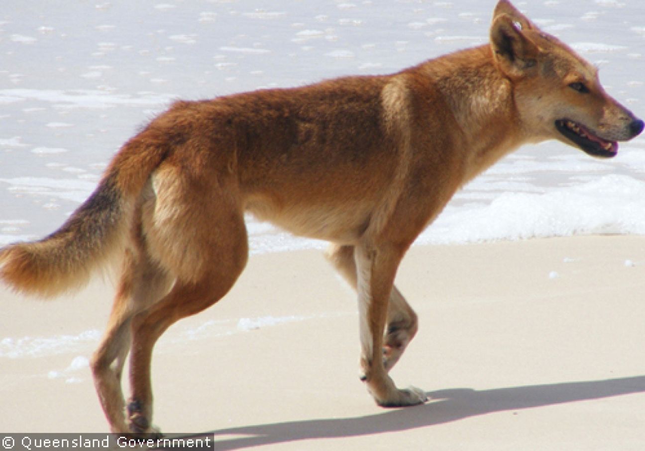 Fraser Island Dingoes