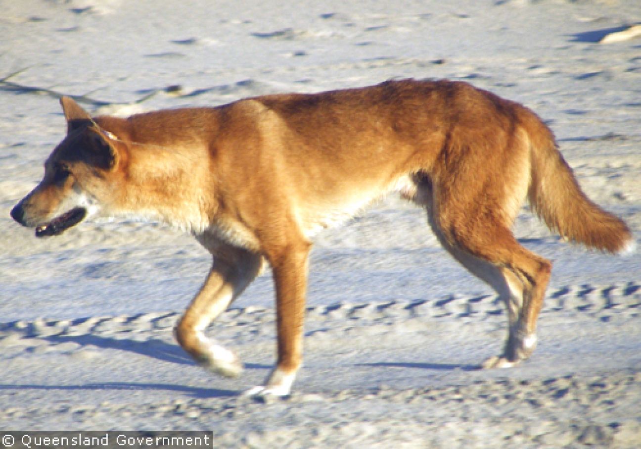 Fraser Island Dingoes
