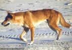 Fraser Island Dingoes