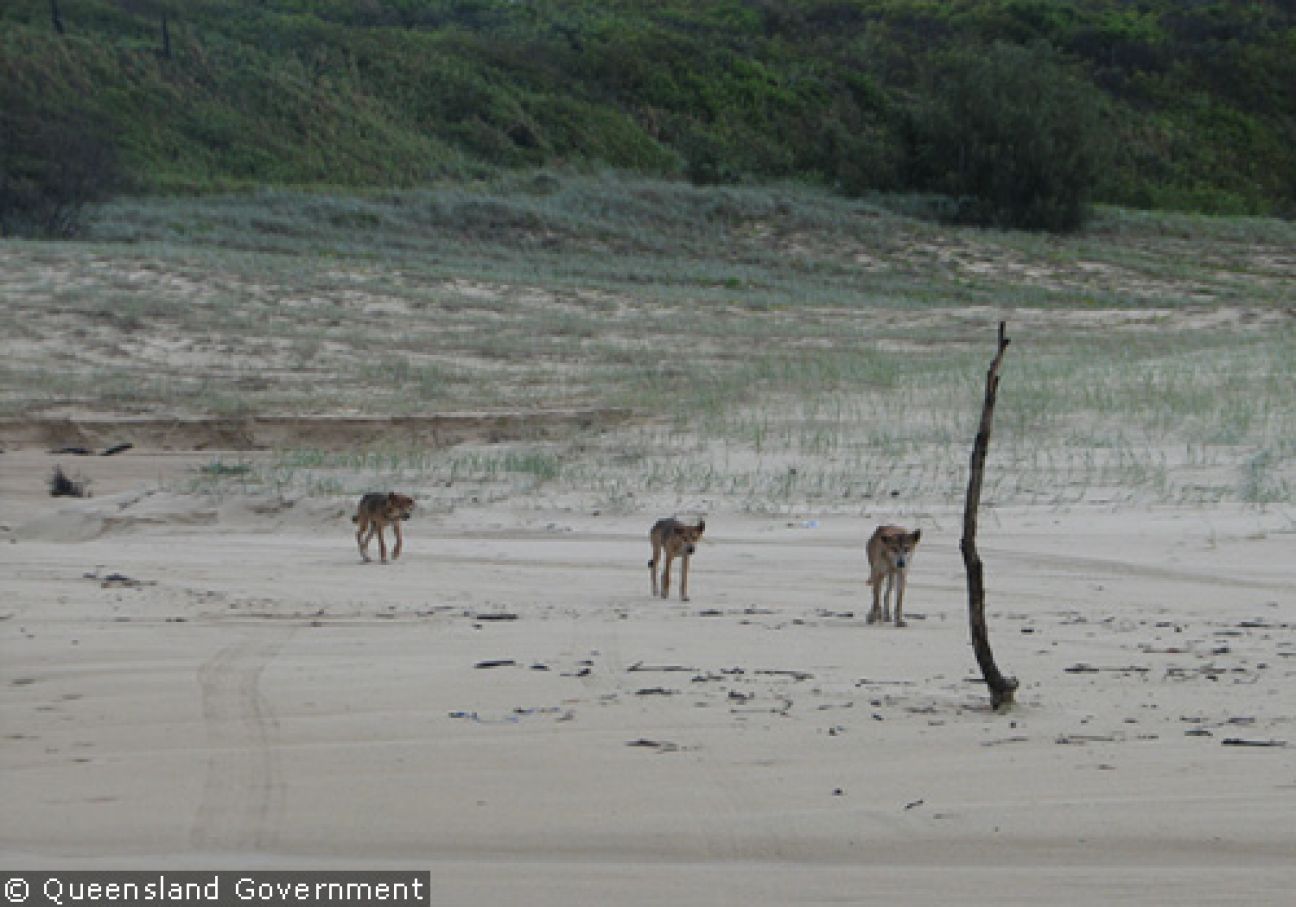 Fraser Island Dingoes
