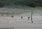 Fraser Island Dingoes