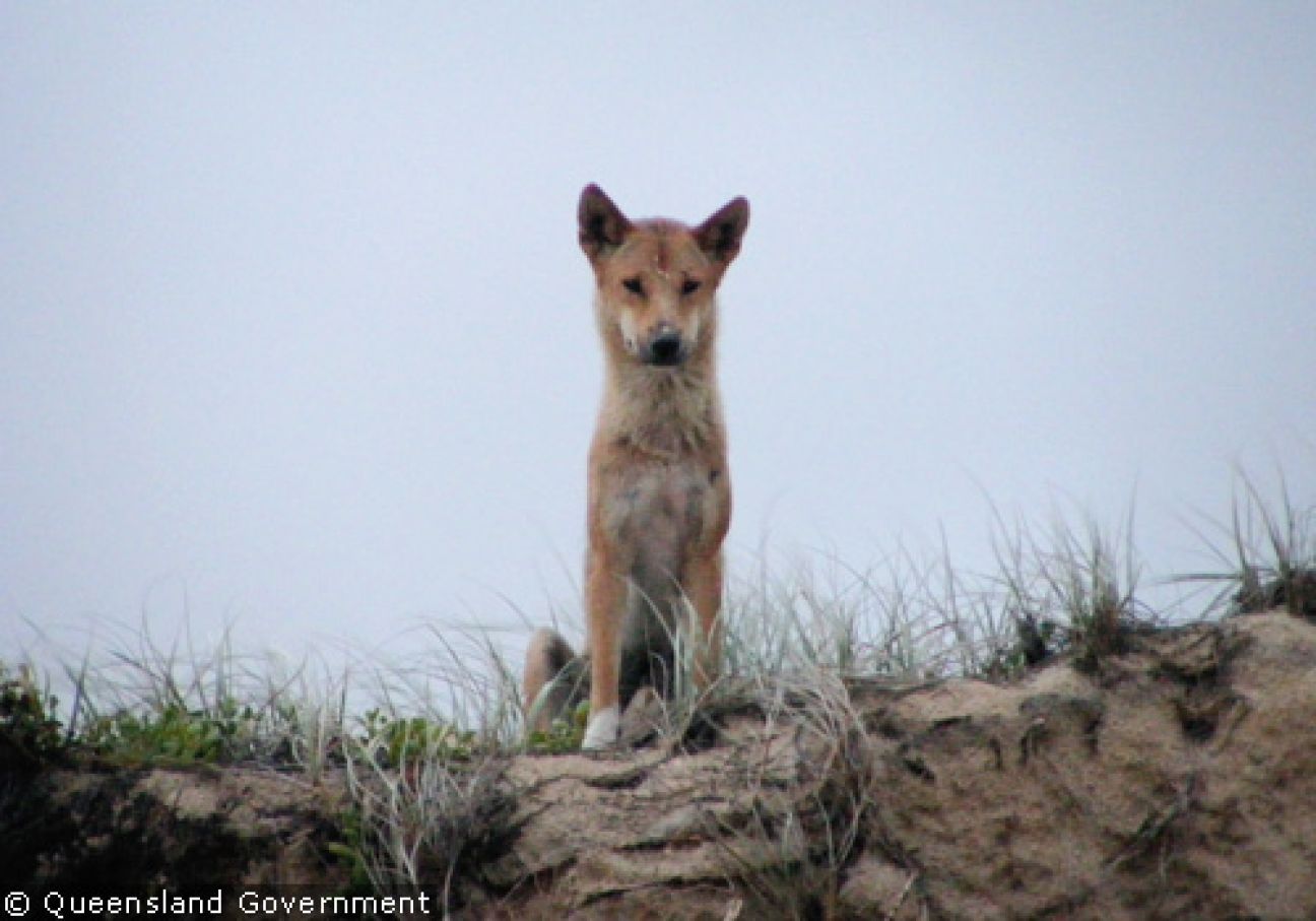 Fraser Island Dingoes