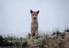 Fraser Island Dingoes