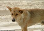 Fraser Island Dingoes