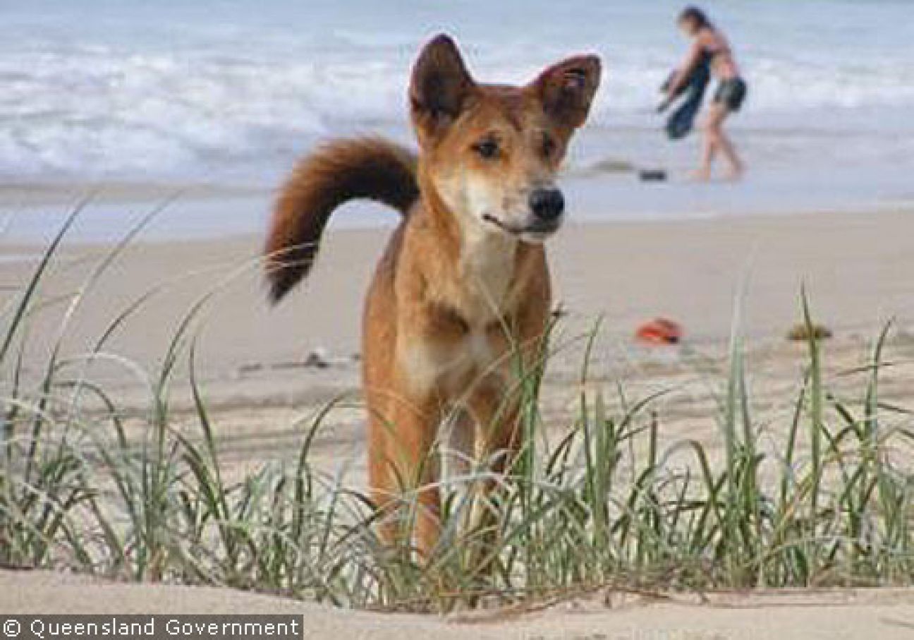 Fraser Island Dingoes