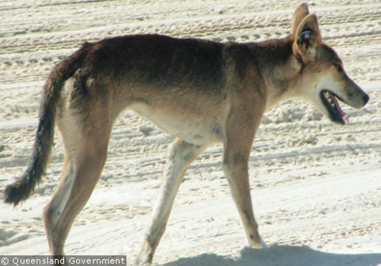 Fraser Island Dingoes