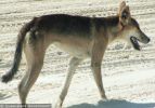 Fraser Island Dingoes