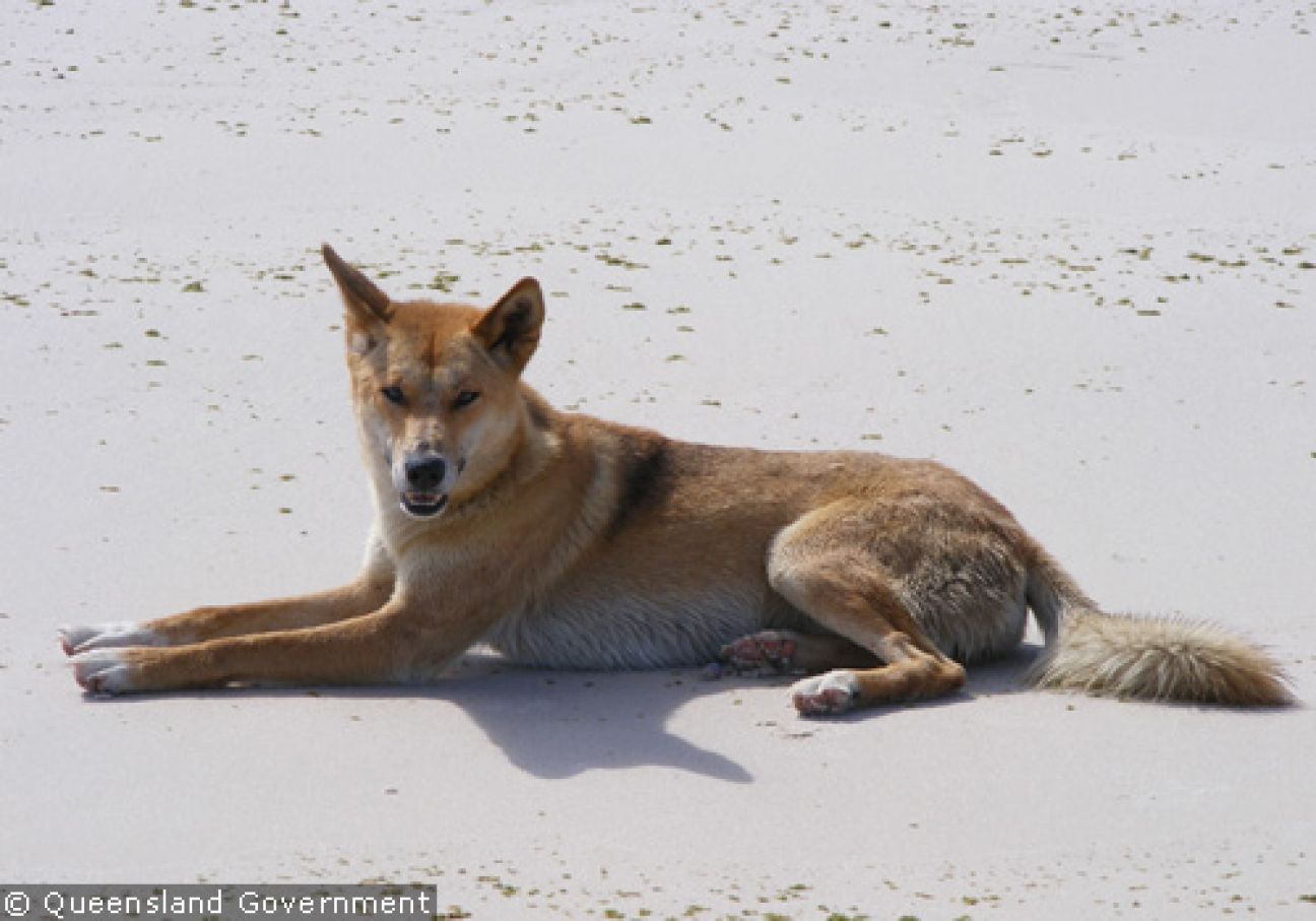 Fraser Island Dingoes