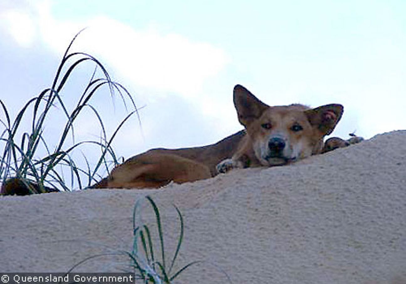 Fraser Island Dingoes