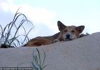 Fraser Island Dingoes