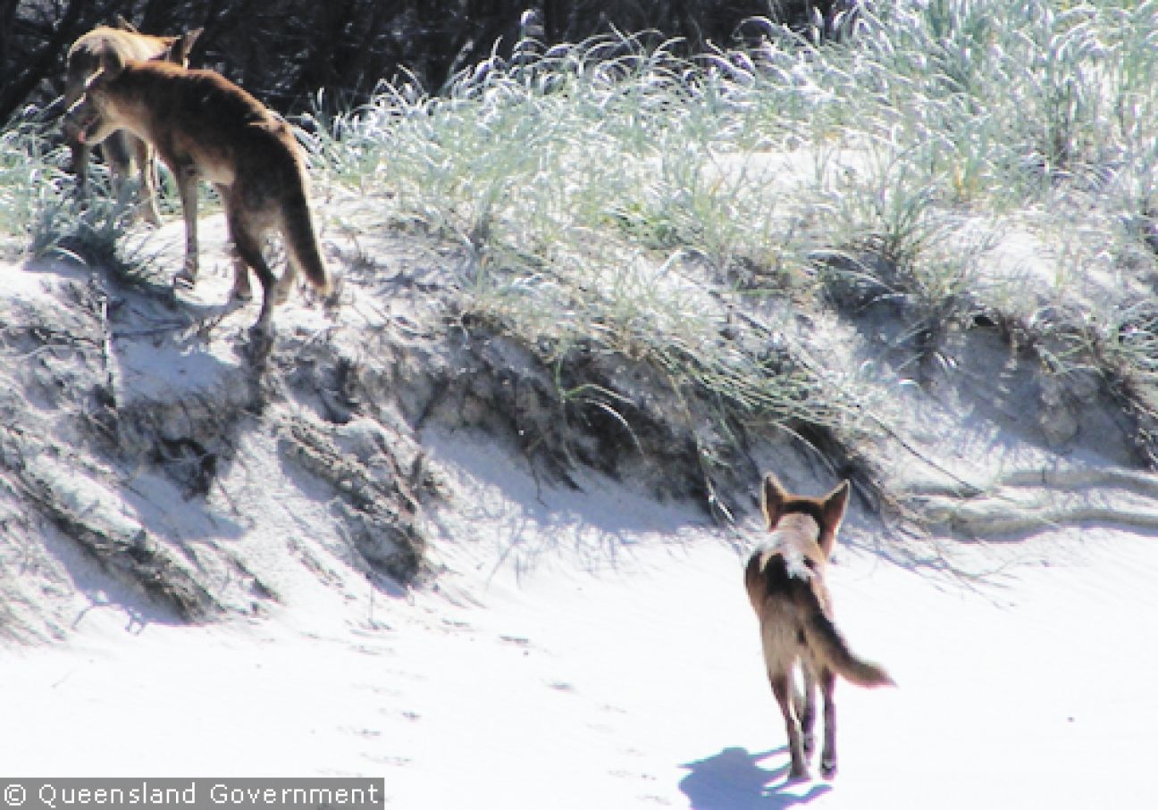 Fraser Island Dingoes