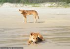 Fraser Island Dingoes