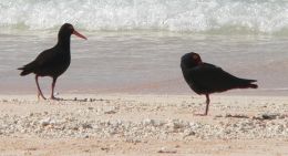 Sooty oystercatchers birds