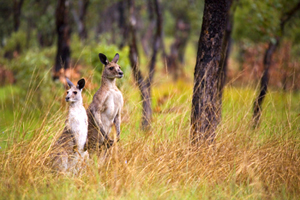 Image showing the Great Walk traverses part of the Mount Moffatt section of Carnarvon National Park.
