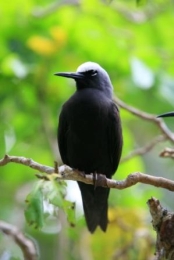 Image of a noddie which is a common sight on the cays.