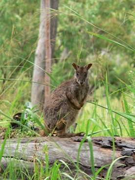 Mareeba rock-wallaby.