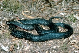 Red-bellied black snake.