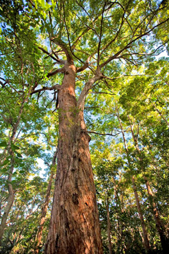 Forest trees, such as this tallowwood (Eucalyptus microcorys), sustained a timber industry for generations. 